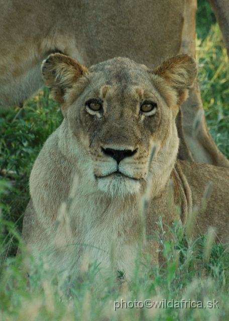 puku rsa 381.jpg - Evening encounter with eight lions near Lower Sabie camp.